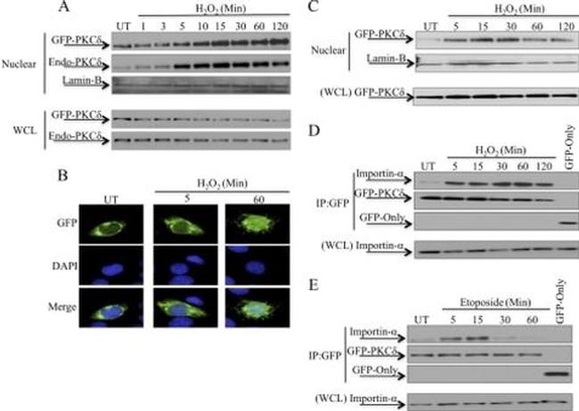 GFP Antibody in Western Blot, Immunoprecipitation (WB, IP)