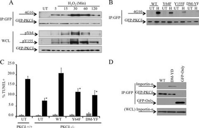 GFP Antibody in Western Blot, Immunoprecipitation (WB, IP)