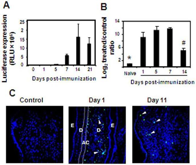 GFP Antibody in Immunohistochemistry (Paraffin) (IHC (P))