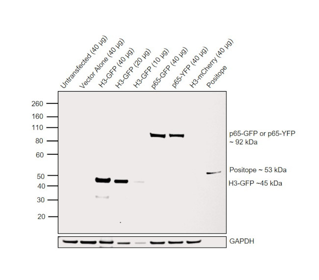 GFP Antibody