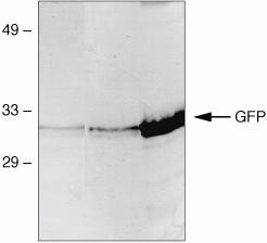 GFP Antibody in Western Blot (WB)