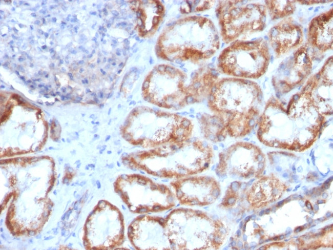 HSP60 (Heat Shock Protein 60) (Mitochondrial Marker) Antibody in Immunohistochemistry (Paraffin) (IHC (P))