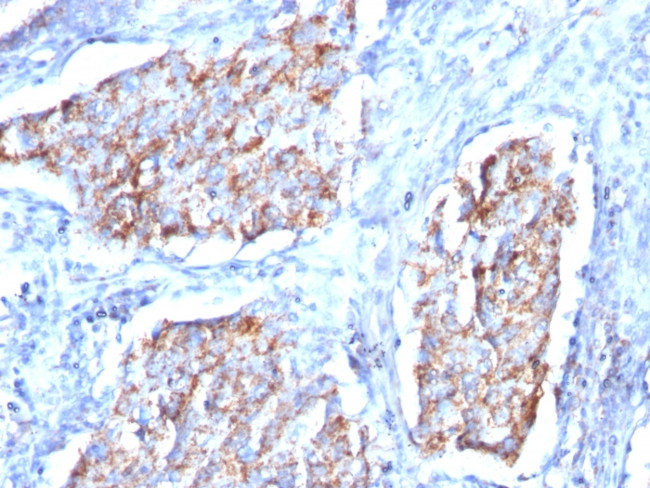 HSP60 (Heat Shock Protein 60) (Mitochondrial Marker) Antibody in Immunohistochemistry (Paraffin) (IHC (P))