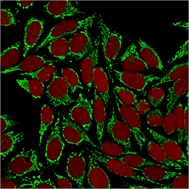 HSP60 (Heat Shock Protein 60) Antibody in Immunocytochemistry (ICC/IF)