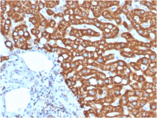 HSP60 (Heat Shock Protein 60) Antibody in Immunohistochemistry (Paraffin) (IHC (P))