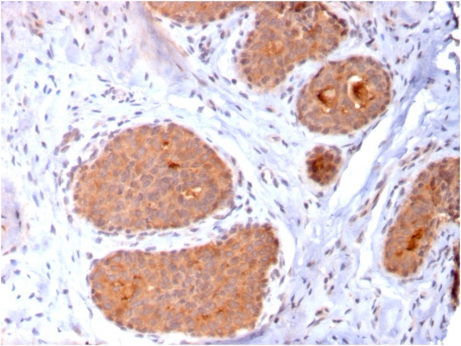 HSP60 (Heat Shock Protein 60) Antibody in Immunohistochemistry (Paraffin) (IHC (P))