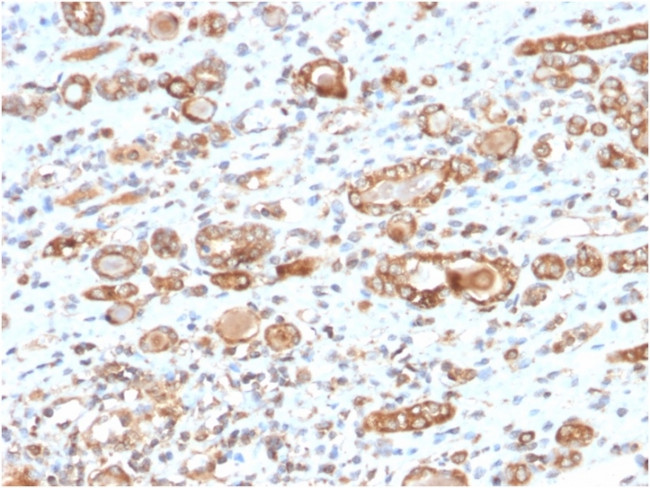 HSP60 (Heat Shock Protein 60) Antibody in Immunohistochemistry (Paraffin) (IHC (P))