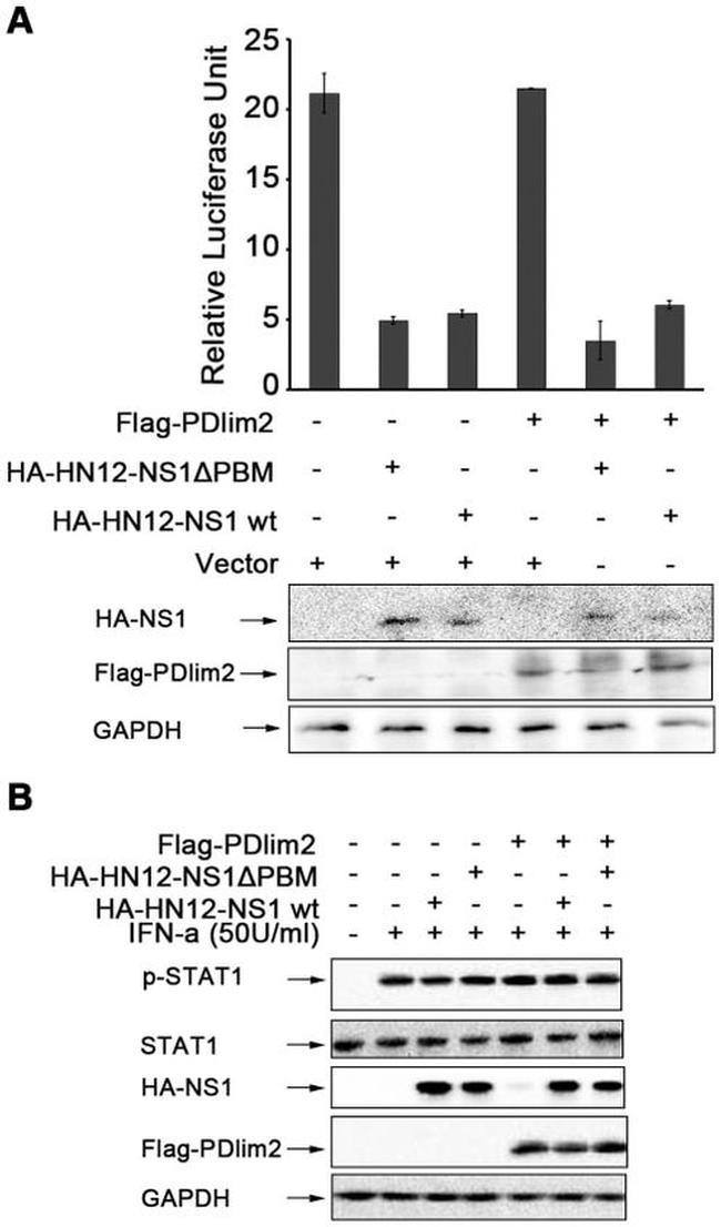 Phospho-STAT1 (Tyr701) Antibody in Western Blot (WB)