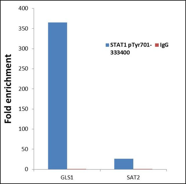 Phospho-STAT1 (Tyr701) Antibody in ChIP Assay (ChIP)