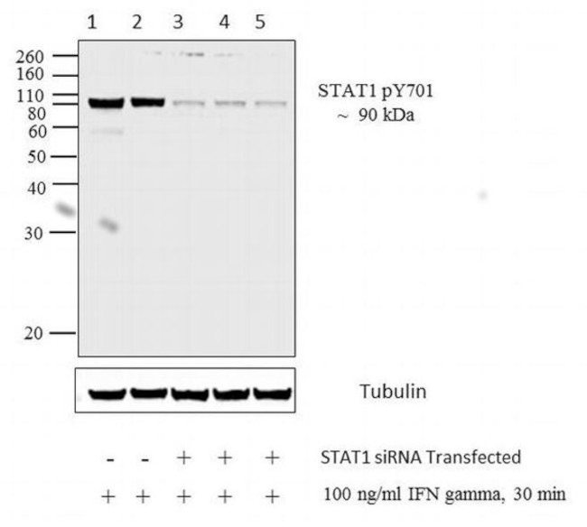 Phospho-STAT1 (Tyr701) Antibody
