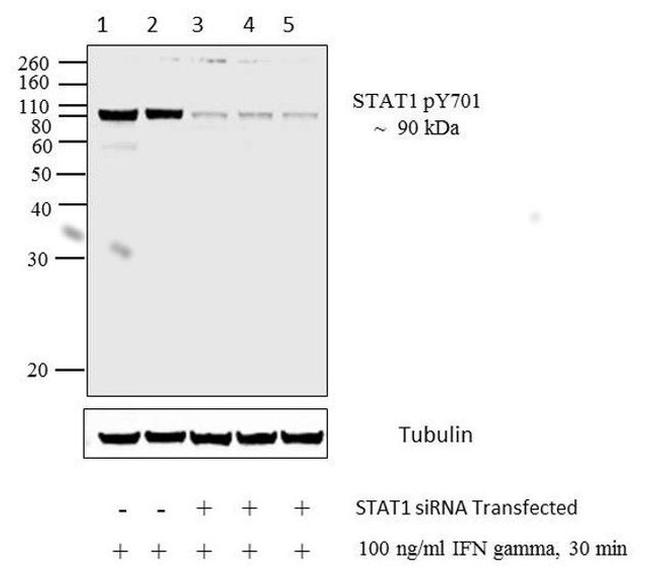 Phospho-STAT1 (Tyr701) Antibody in Western Blot (WB)