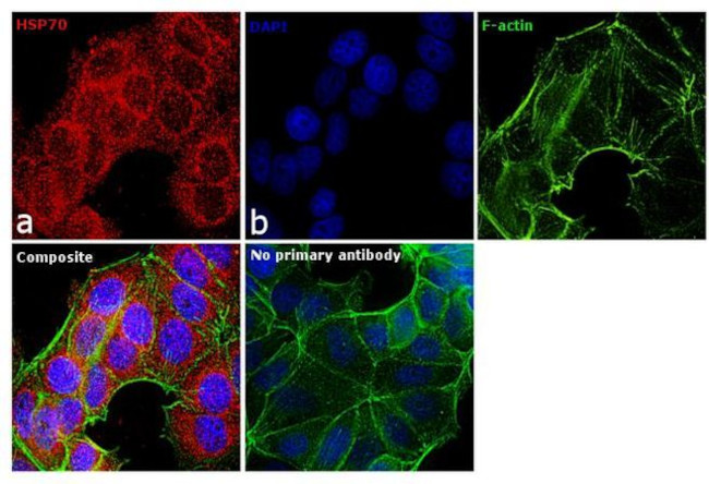 HSP70 Antibody in Immunocytochemistry (ICC/IF)