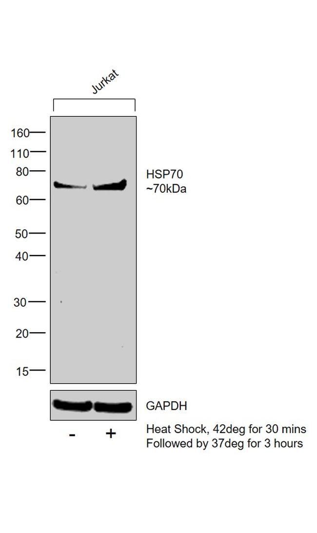 HSP70 Antibody in Western Blot (WB)