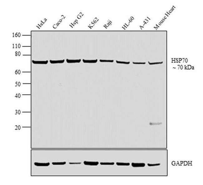 HSP70 Antibody in Western Blot (WB)