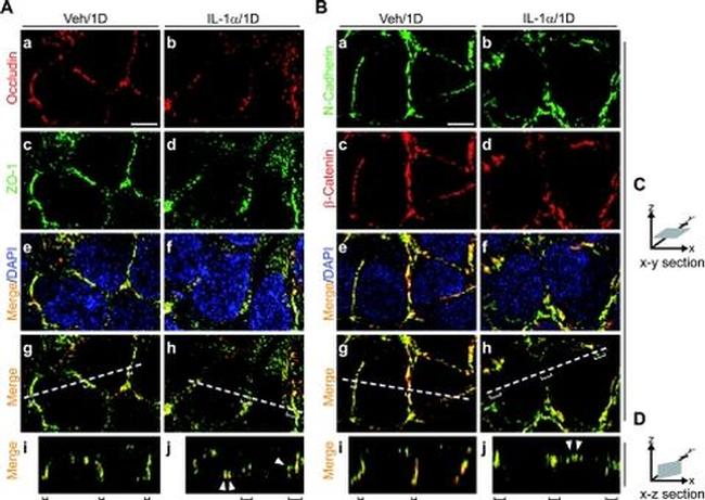 ZO-1 Antibody in Immunohistochemistry (IHC)