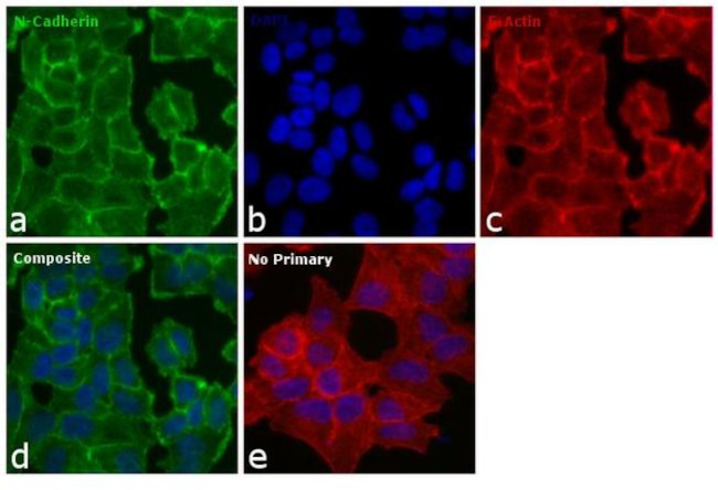 N-cadherin Antibody in Immunocytochemistry (ICC/IF)