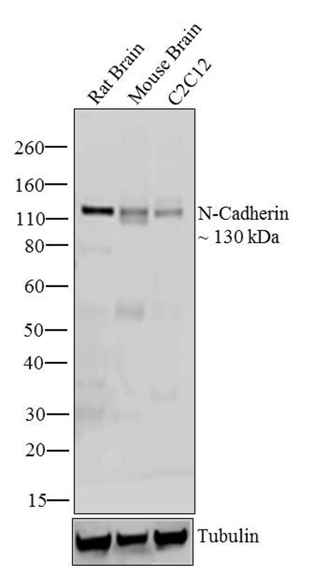 N-cadherin Antibody in Western Blot (WB)