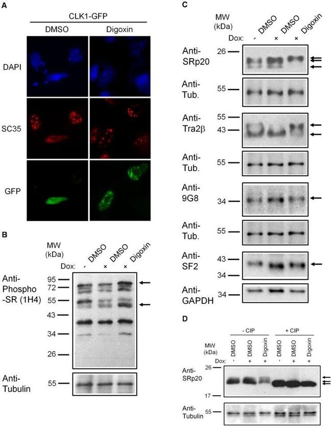 SRSF3 Antibody in Western Blot (WB)