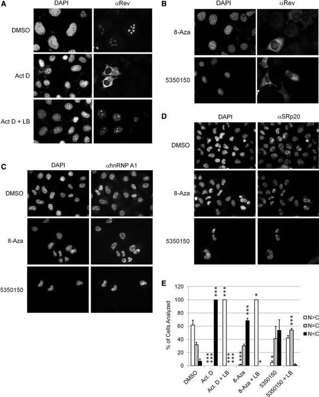 SRSF3 Antibody in Immunocytochemistry (ICC/IF)