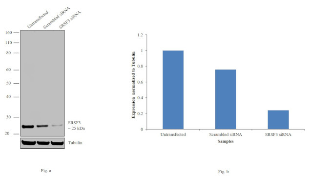 SRSF3 Antibody