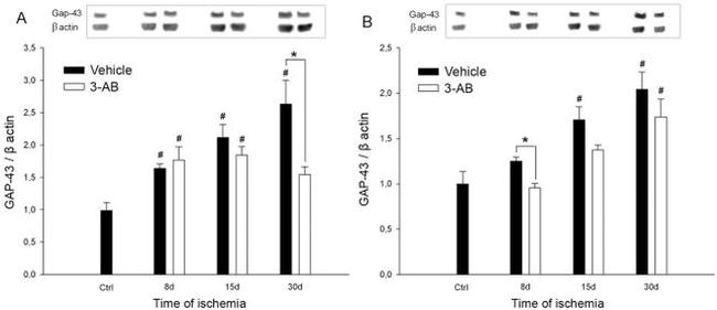 GAP43 Antibody in Western Blot (WB)