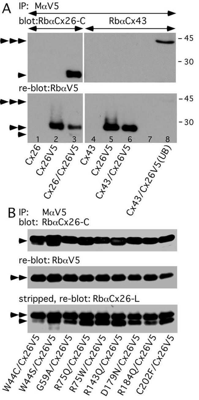 Connexin 26 Antibody in Western Blot (WB)