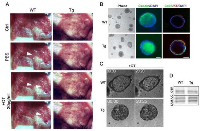 Connexin 26 Antibody in Immunocytochemistry (ICC/IF)