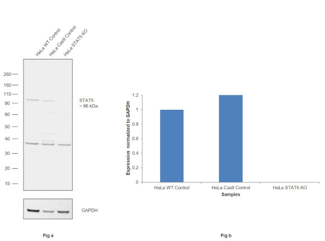 STAT5 alpha/beta Antibody