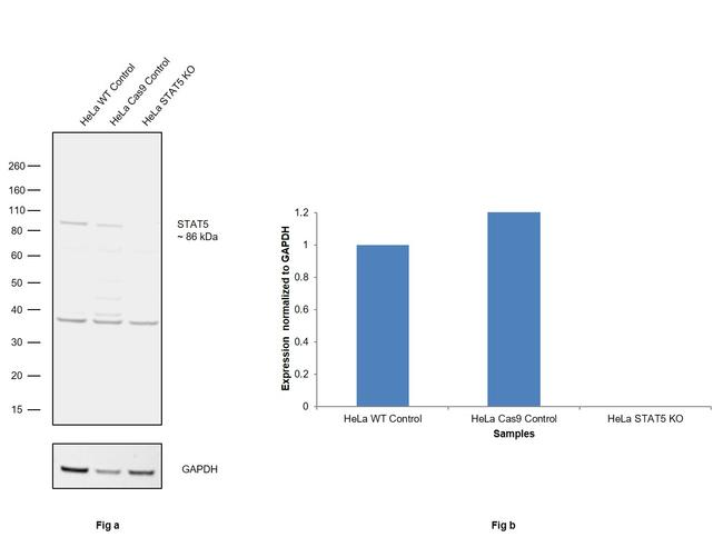 STAT5 alpha/beta Antibody in Western Blot (WB)