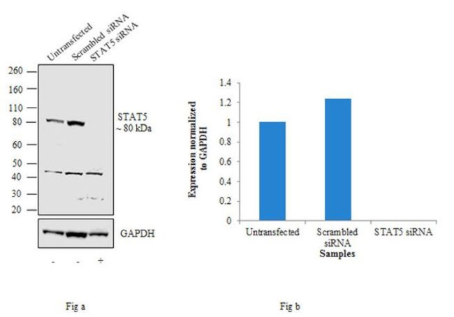 STAT5 alpha/beta Antibody