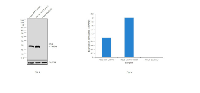 Bax Antibody