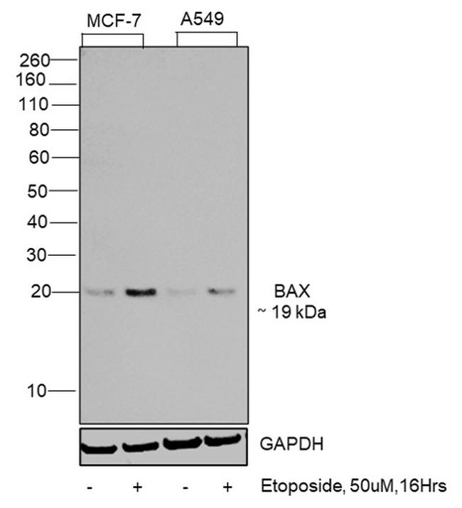 Bax Antibody in Western Blot (WB)