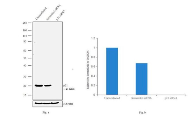 p21 Antibody