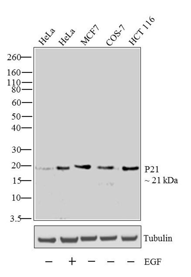 p21 Antibody in Western Blot (WB)