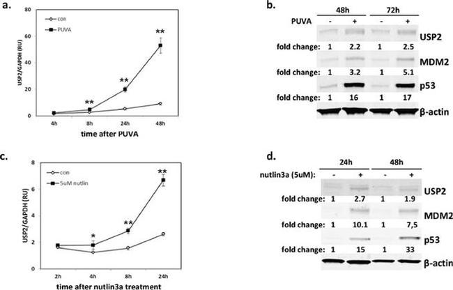 MDM2 Antibody in Western Blot (WB)