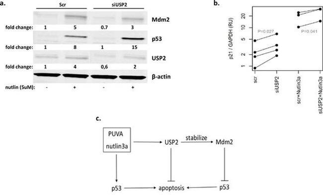 MDM2 Antibody in Western Blot (WB)