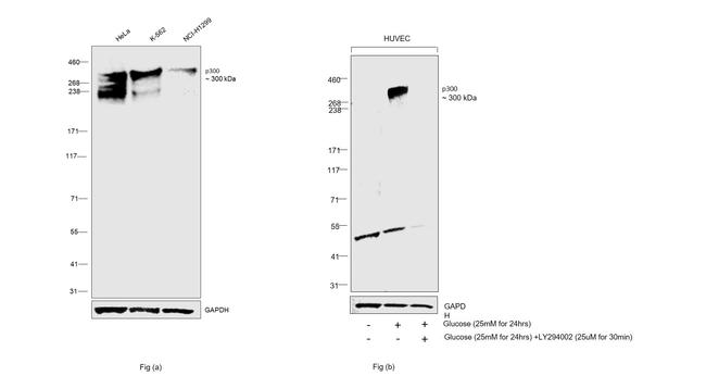 p300 Antibody in Western Blot (WB)