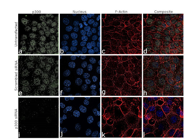 p300 Antibody