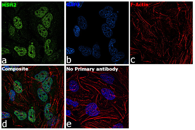 MSH2 Antibody in Immunocytochemistry (ICC/IF)