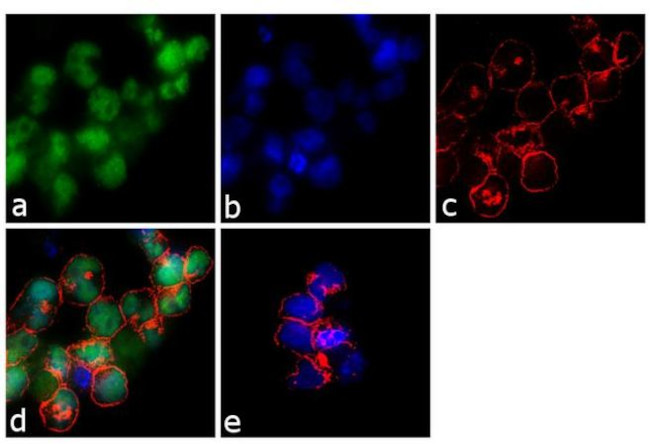 MSH2 Antibody in Immunocytochemistry (ICC/IF)