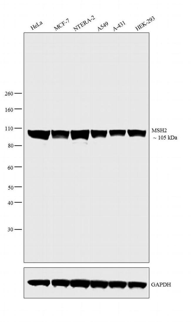 MSH2 Antibody in Western Blot (WB)