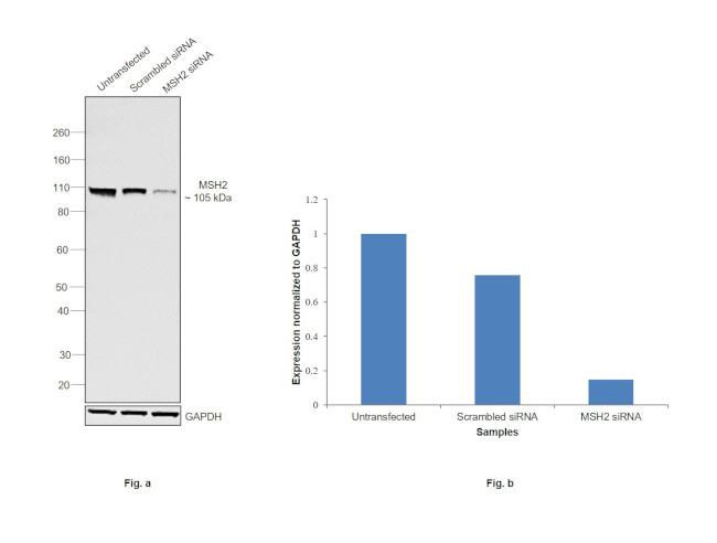 MSH2 Antibody