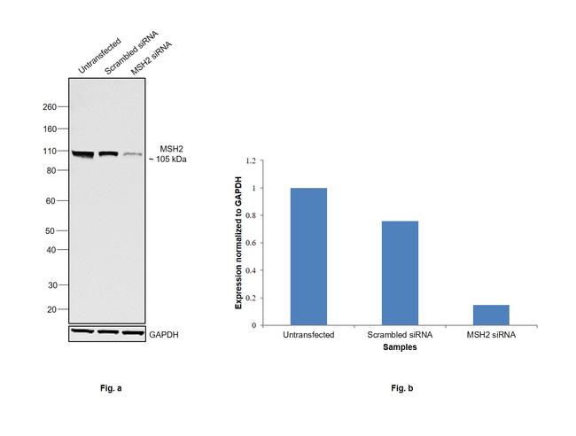 MSH2 Antibody in Western Blot (WB)