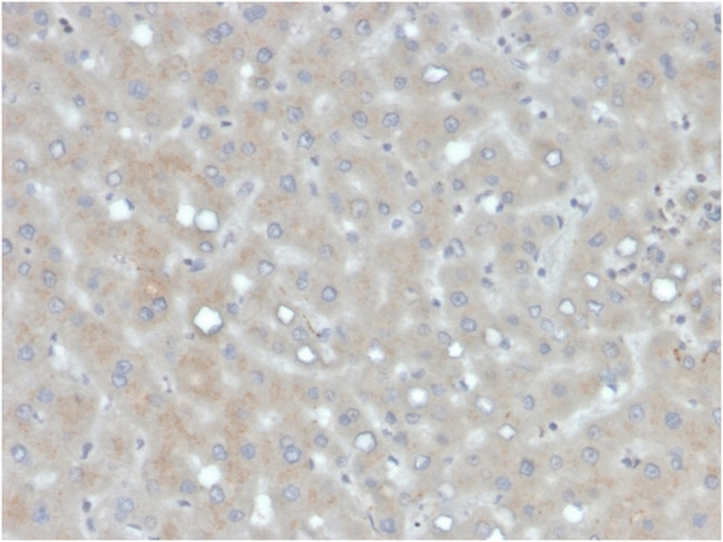 Apolipoprotein B /APOB Antibody in Immunohistochemistry (Paraffin) (IHC (P))