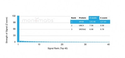 Apolipoprotein B/APOB Antibody in Peptide array (ARRAY)