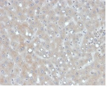 Apolipoprotein B/APOB Antibody in Immunohistochemistry (Paraffin) (IHC (P))