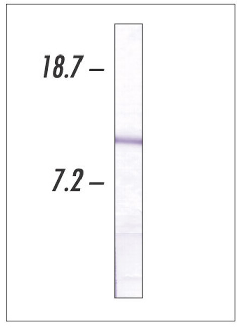 Cytochrome C Antibody in Western Blot (WB)