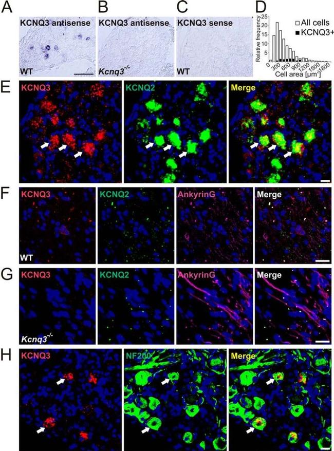 Ankyrin G Antibody in Immunohistochemistry (Frozen) (IHC (F))