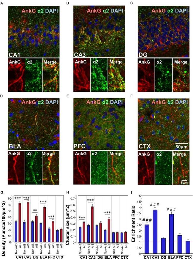 Ankyrin G Antibody in Immunohistochemistry (Frozen) (IHC (F))