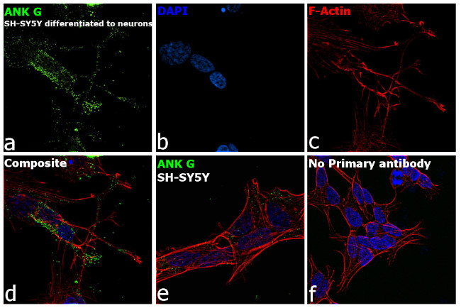 Ankyrin G Antibody